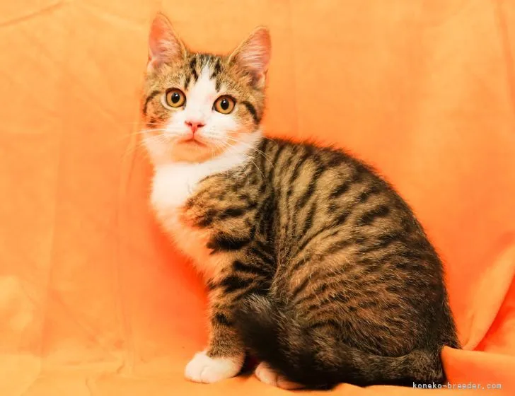 ID：2205-02396の子猫