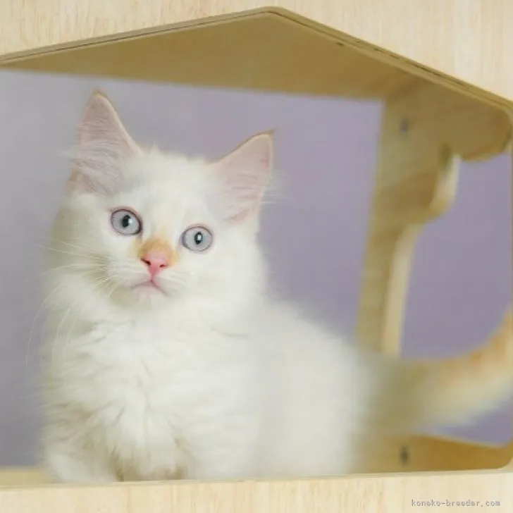 ID:2305-02231の子猫