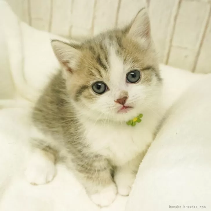 ID：2402-00587の子猫