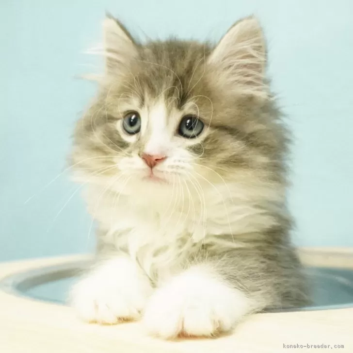 ID:2403-02403の子猫