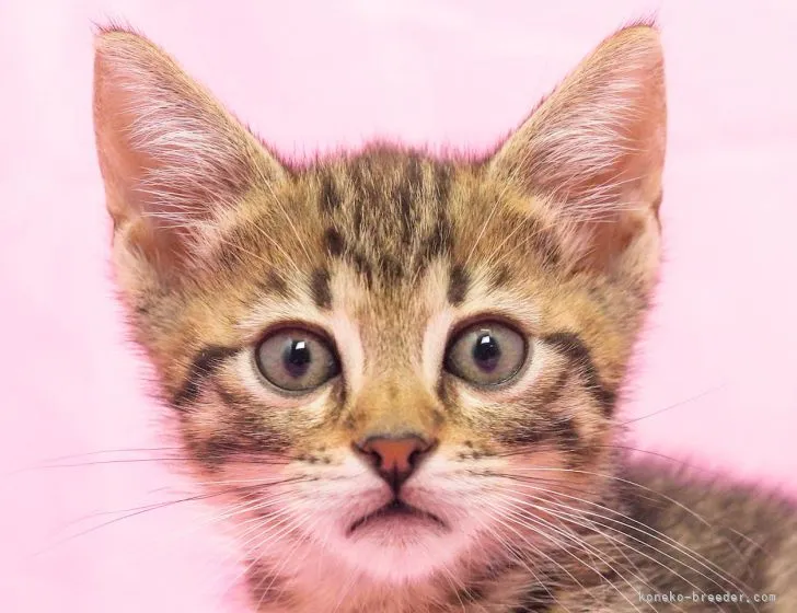 ID：2205-01110の子猫