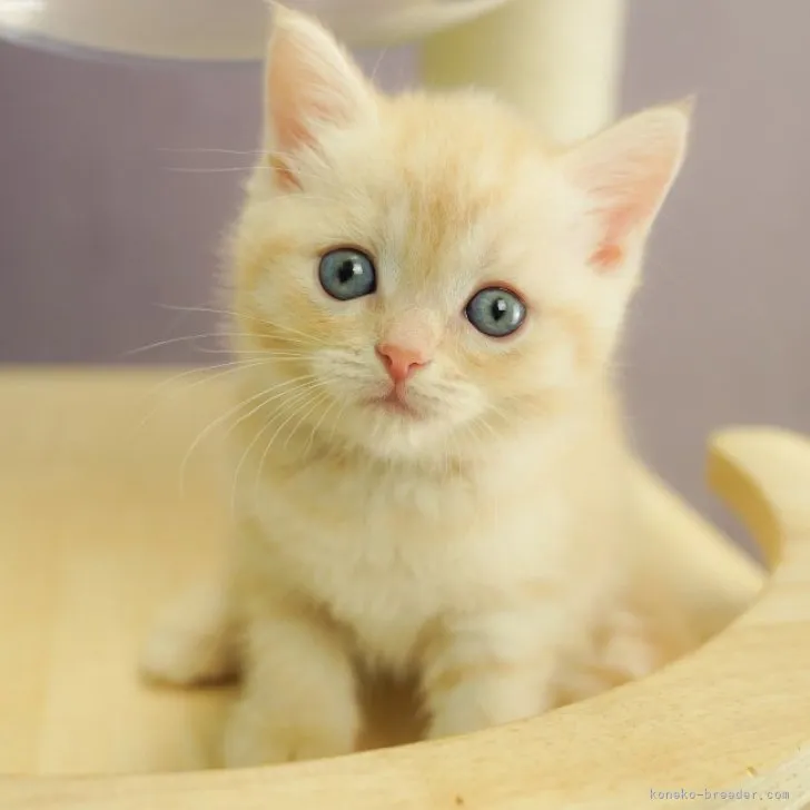 ID：2310-01710の子猫