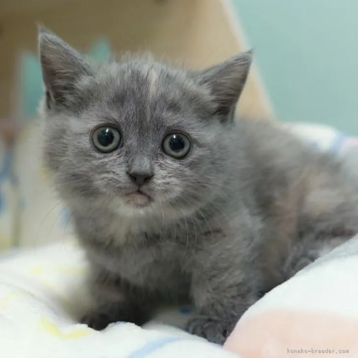 ID:2302-00184の子猫