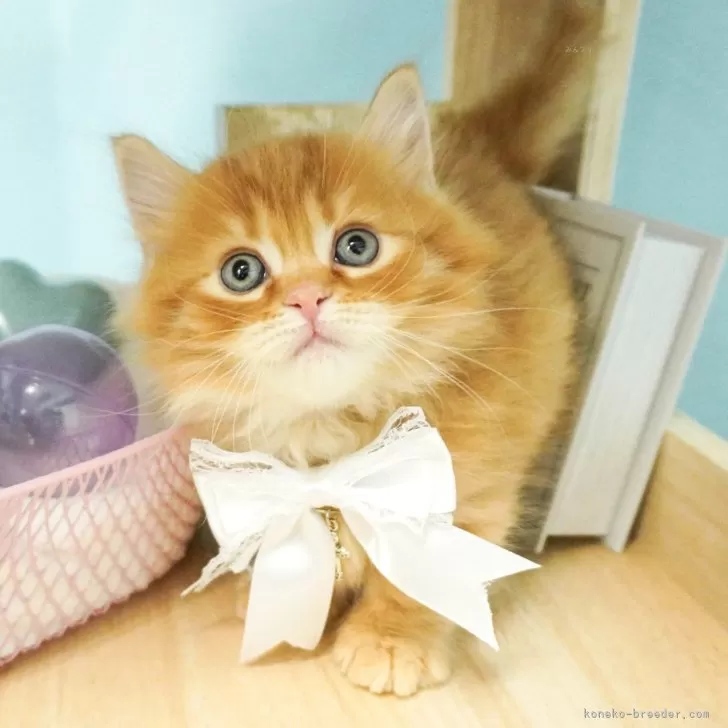 ID：2312-02804の子猫