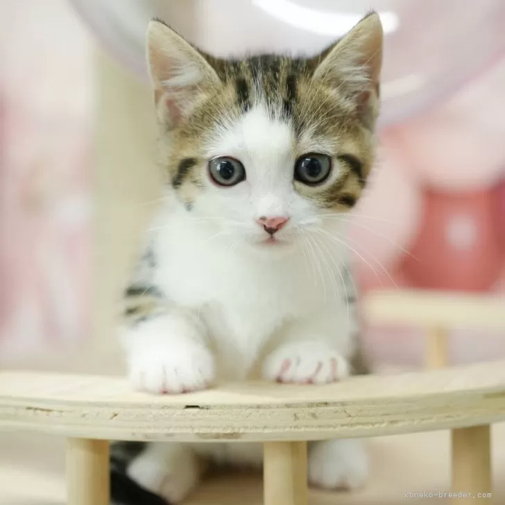 ID:2412-00285の子猫