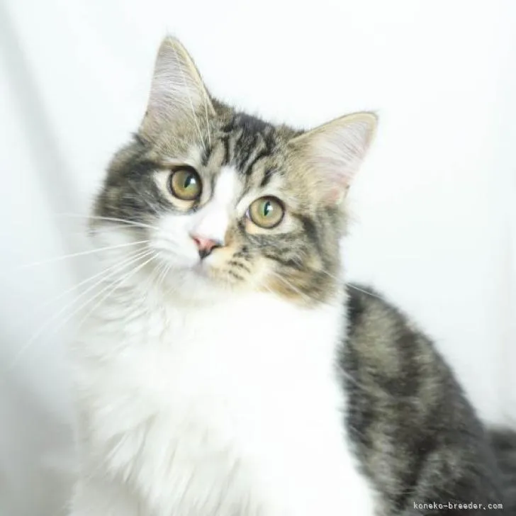 ID：2204-01115の子猫