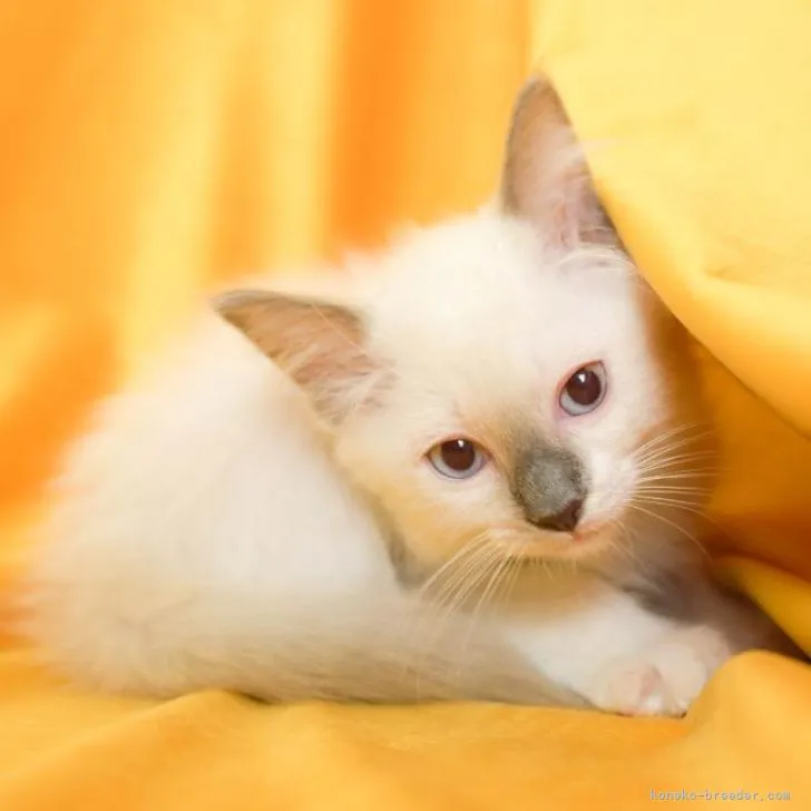 ID：2207-00663の子猫