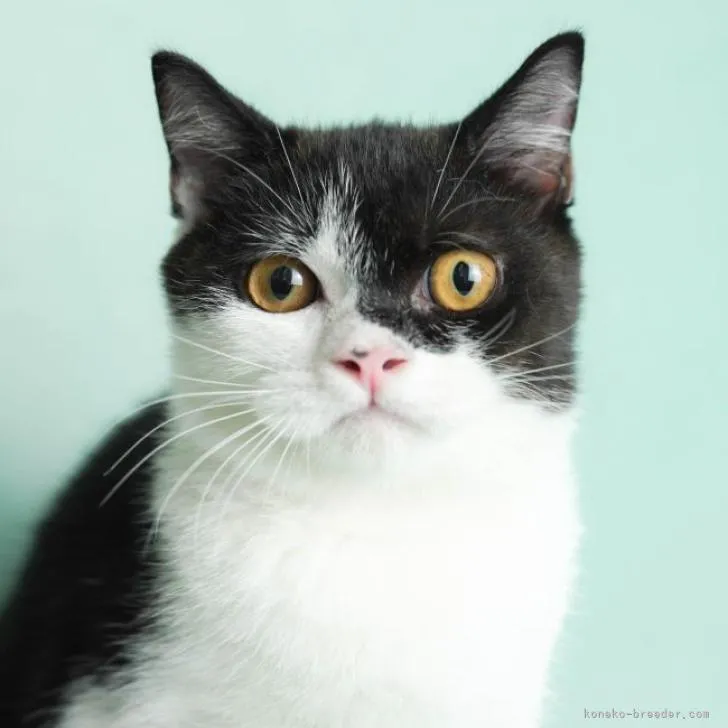 ID：2204-02760の子猫