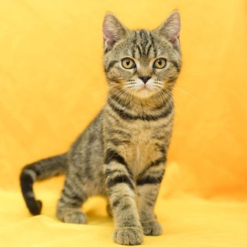 スコティッシュフォールド(立ち耳)【千葉県・男の子・2022年2月6日・ブラウンタビー（短毛）】の写真「カッコいいお顔立ちです！」