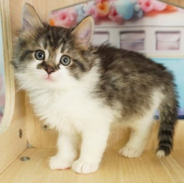 ノルウェージャンフォレストキャット【千葉県・男の子・2024年2月14日・ブラウンタビー&ホワイト】の写真「あまえたさんで遊ぶの大好きボーイ♥」