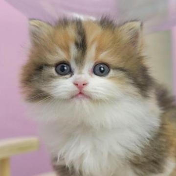 サイベリアン【千葉県・女の子・2023年1月9日・キャリコ】の写真「総額表示！美しすぎる毛並みの激カワ女の子♥」