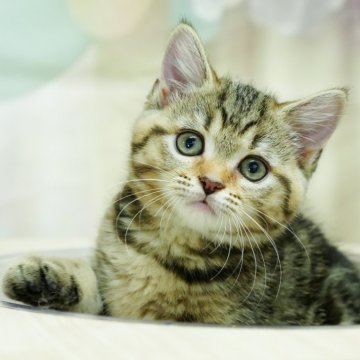 マンチカン(長足)【千葉県・女の子・2024年7月4日・ブラウンタビー】の写真「総額表示！！全て込みの価格です🐱」