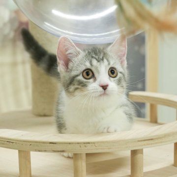 マンチカン(短足)【千葉県・女の子・2024年7月19日・ブルータビー&ホワイト】の写真「2024年全国マンチカン3位受賞🏆」