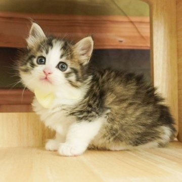 ノルウェージャンフォレストキャット【千葉県・女の子・2024年1月14日・ブラウンタビー&ホワイト】の写真「３枚目兄弟ちゃん、５枚目ママとのショット📸💕」