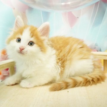 ノルウェージャンフォレストキャット【千葉県・男の子・2024年2月29日・レッドタビー&ホワイト】の写真「マイペースだけど時にはやんちゃな面も💗」
