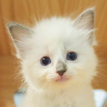 ラグドール【千葉県・女の子・2023年8月19日・ブルーリンクスミテッド】の写真「キュルキュルお目目がたまらにゃい💗」