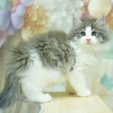 ノルウェージャンフォレストキャット【千葉県・男の子・2024年7月11日・ブルータビー&ホワイト】の写真「総額表示！！当日見学OK🐱✨」