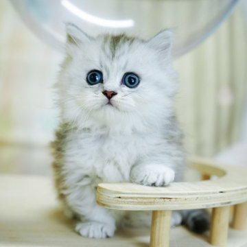 ミヌエット(短足)【千葉県・男の子・2024年9月16日・チンチラシルバー】の写真「短足ちゃんで歩く姿に癒されます💕」