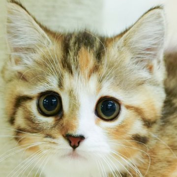 ミヌエット(短足)【千葉県・女の子・2024年6月30日・ブラウンパッチドタビー&ホワイト】の写真「総額表示！！全て込みの価格です🐱」
