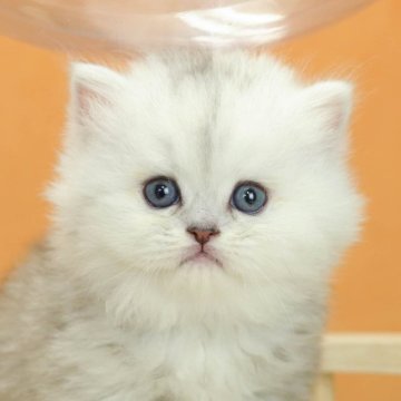 エキゾチックショートヘア【千葉県・女の子・2023年3月16日・チンチラシルバー】の写真「元気いっぱいな女の子♡」