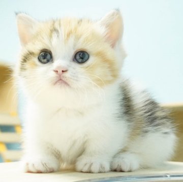 ミヌエット(短足)【千葉県・女の子・2024年4月5日・ブラウンパッチドタビー&ホワイト】の写真「総額表示！好奇心旺盛なおてんばちゃん💗」