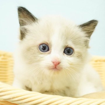 ラグドール【千葉県・男の子・2023年11月13日・シールポイントミテッド】の写真「遊び好きイケメンボーイ君☆彡」