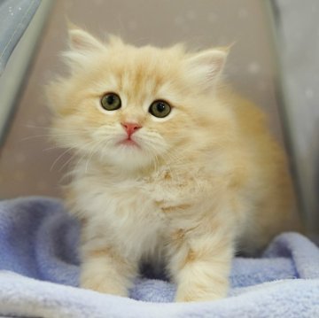 サイベリアン【千葉県・女の子・2024年6月18日・クリームタビー】の写真「総額表示！！甘えん坊で遊び好き💕」