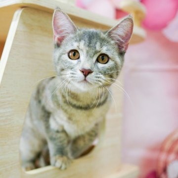 マンチカン(長足)【千葉県・女の子・2024年5月14日・ブルーパッチドタビー】の写真「総額表示！！全て込みの価格です🐱」