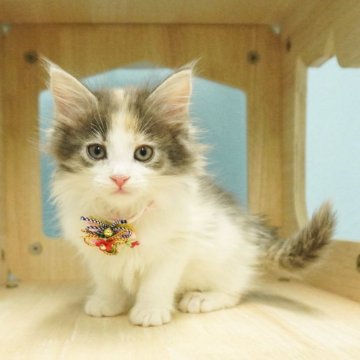 ノルウェージャンフォレストキャット【千葉県・女の子・2023年12月4日・ダイリュートキャリコ】の写真「おっとりした癒し系お嬢様💕」