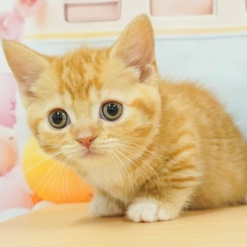 マンチカン(長足)【千葉県・女の子・2024年5月3日・レッドタビー&ホワイト】の写真「2024年ブリーダーアワード全国マンチカン３位🏆」