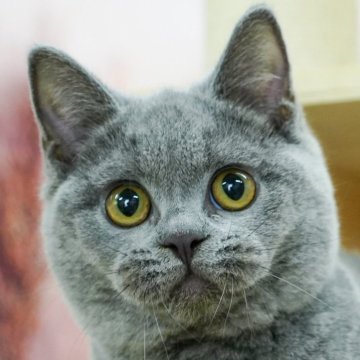 ブリティッシュショートヘア【千葉県・女の子・2024年4月23日・ブルー】の写真「総額表示！！全て込みの価格です🐱」