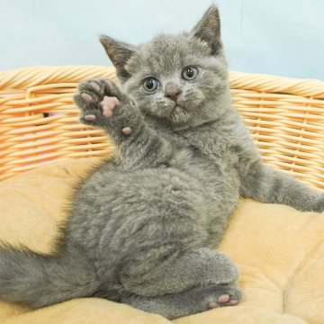 ブリティッシュショートヘア【千葉県・男の子・2024年4月23日・ブルー】の写真「総額表示！元気いっぱいなわんぱくさん」