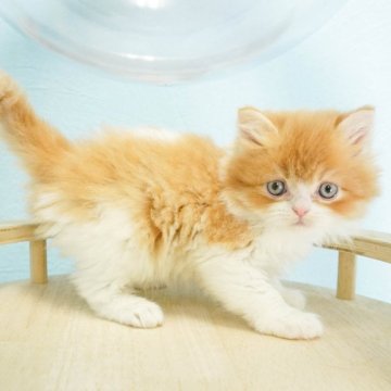ミヌエット(長足)【千葉県・男の子・2024年2月28日・レッドタビー&ホワイト】の写真「総額表示！！人が大好きなわんぱくボーイです🌟」