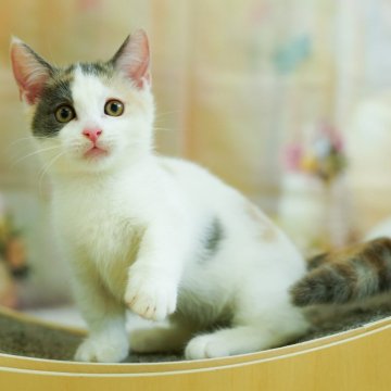 マンチカン(長足)【千葉県・女の子・2024年5月14日・ダイリュートキャリコ】の写真「2024年ブリーダーアワード全国マンチカン３位🏆」