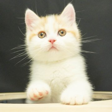 ミヌエット(長足)【千葉県・男の子・2024年2月8日・レッドタビー&ホワイト】の写真「総額表示！！元気いっぱい好奇心旺盛な男の子💕」