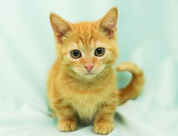 マンチカン(短足)【千葉県・男の子・2022年2月6日・レッドタビー（短毛）】の写真「短足くん！おっとりです！」