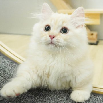 ミヌエット(短足)【千葉県・男の子・2024年3月27日・クリームタビー】の写真「総額表示！わんぱくで遊ぶのが好きな男の子✨」