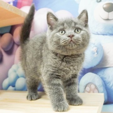 ブリティッシュショートヘア【千葉県・男の子・2024年4月23日・ブルー】の写真「総額表示！遊ぶの大好きなわんぱくさん」