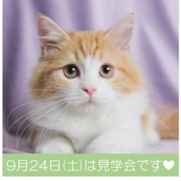 ミヌエット(短足)【千葉県・男の子・2022年4月15日・レッドタビー】の写真「ちょっと困り顔なのがキュンです♡♡」