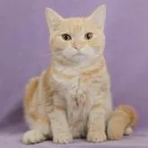 マンチカン(長足)【千葉県・女の子・2022年4月19日・レッドタビー】の写真1「10/24撮影(生後188日)」