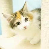 ノルウェージャンフォレストキャット【千葉県・女の子・2024年1月30日・ブラウンパッチドタビー&ホワイト】の写真1「(生後80日)」