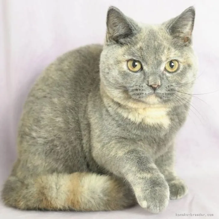 ID：2212-00261の子猫