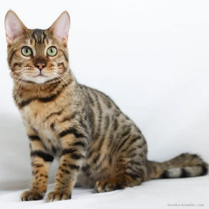 ID：2210-00591の子猫