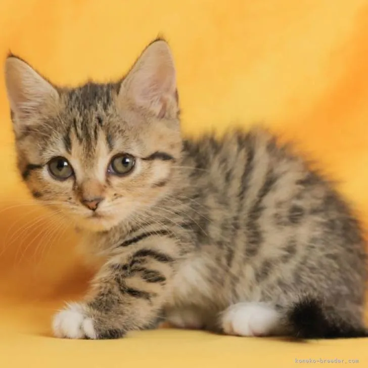 ID：2209-01918の子猫
