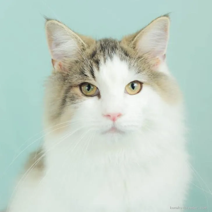 ID：2210-00989の子猫