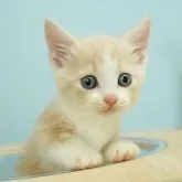 マンチカン(長足)【千葉県・男の子・2023年10月4日・クリームタビー&ホワイト】の写真2「11/17撮影(生後44日)」