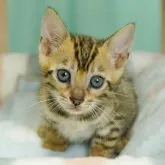 ベンガル【千葉県・男の子・2023年4月10日・ブラウンスポテッドタビー】の写真2「5/26撮影(生後46日)」