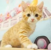 マンチカン(長足)【千葉県・男の子・2024年5月3日・レッドタビー&ホワイト】の写真2「（生後48日）」