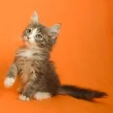 ノルウェージャンフォレストキャット【千葉県・男の子・2022年4月4日・ブルータビーホワイト】の写真2「7/11撮影(生後98日)」