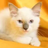 ラグドール【千葉県・女の子・2022年4月18日・ブルーポイントバイカラー】の写真2「7/5撮影(生後78日)」